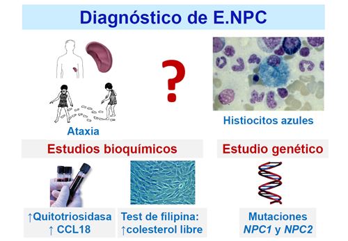 Cómo se diagnostica la enfermedad de NPC Guía Metabólica