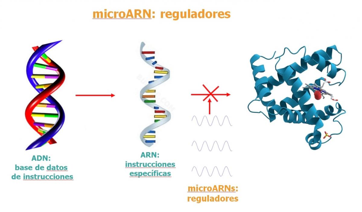 microARN reguladores