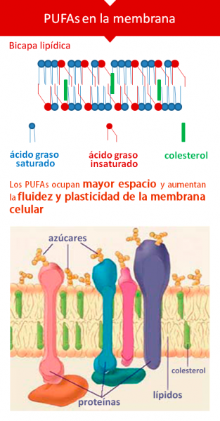 PUFAs en la membrana. Imagen: HSJDBCN
