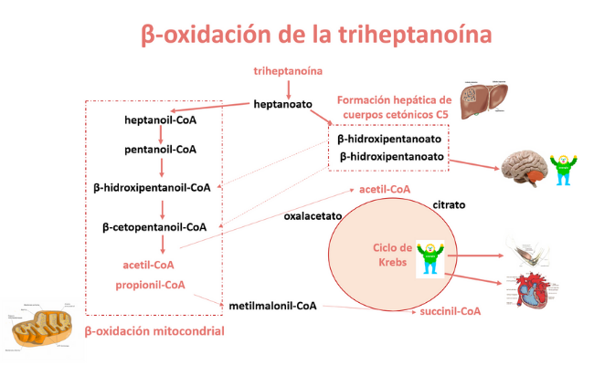 β-oxidación de la triheptanoína. Guía Metabólica Hospital Sant Joan de Déu Barcelona