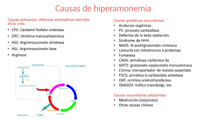 Causas de la hiperamonemia. Guía Metabólica. Hospital Sant Joan de Déu Barcelona