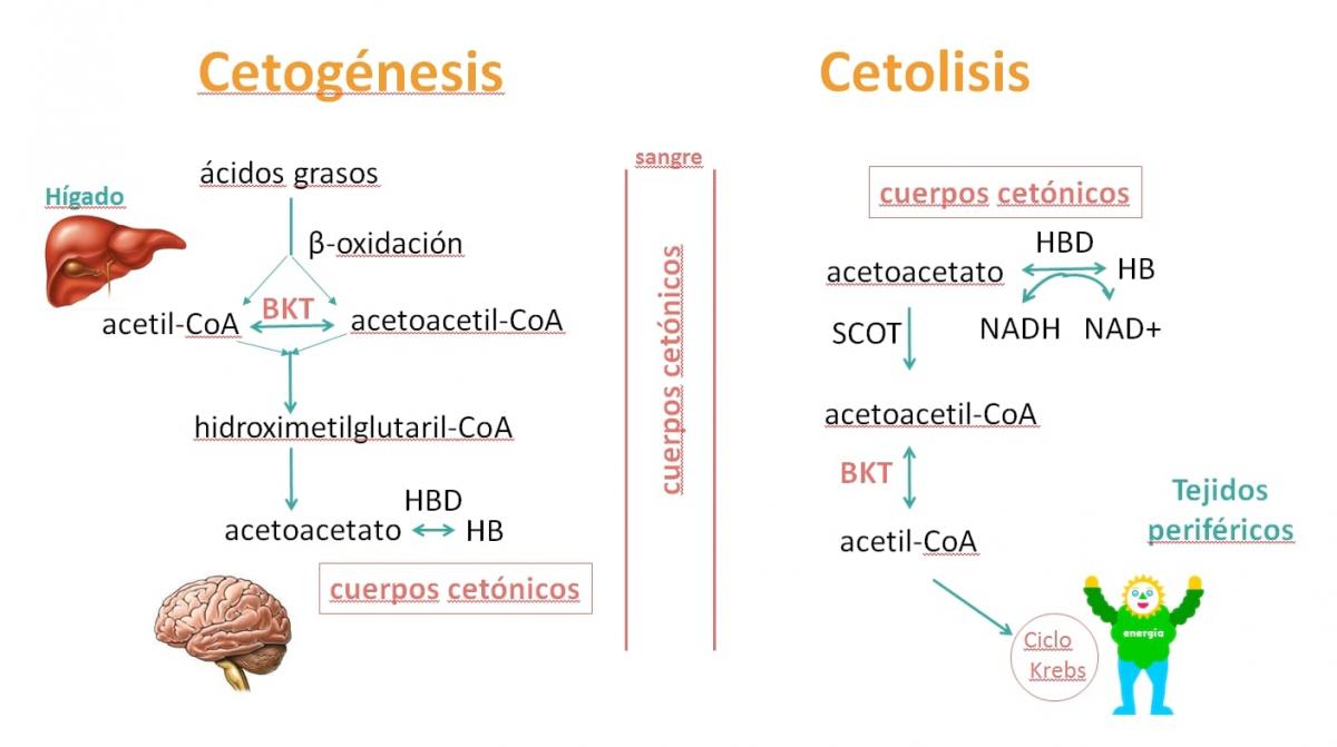 Cuerpos cetonicos en orina cetosis