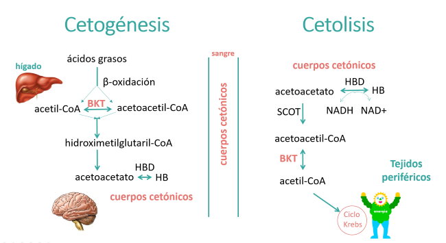 Cetogenesi chetoolisi MCT1 guia metabolica Hospital Sant Joan de Déu Barcelona