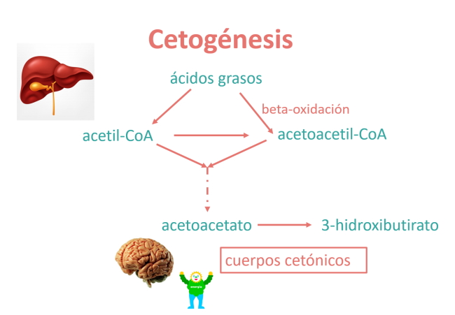 Cetogénesis Guía Metabólica