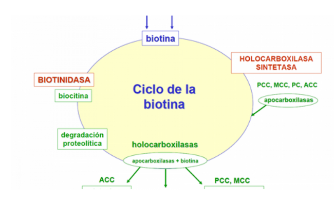 Ciclo de la biotina Guía Metabólica Hospital Sant Joan de Déu Barcelona