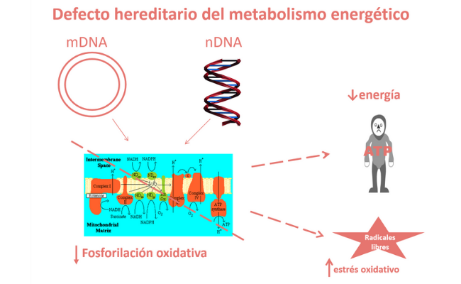 Defecto hereditario del metabolismo energético