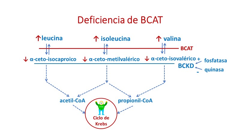 deficiencia-BCAT