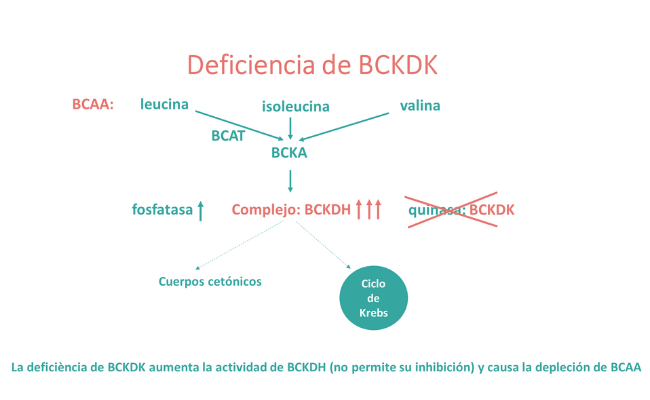 La deficiencia de BCKDK 