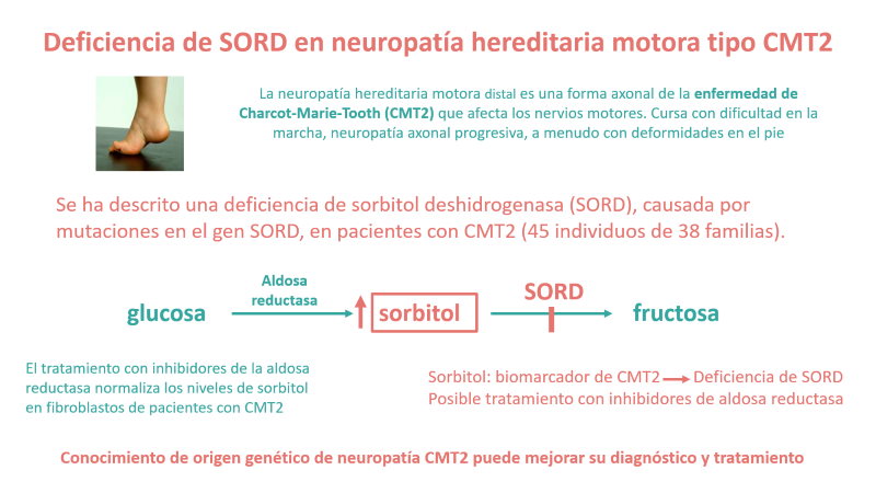 Deficiencia de sorbitol deshidrogenasa (SORD) en pacientes con una neuropatía motora hereditaria 