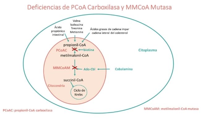 Deficiencias de PCoA Carboxilasa y MMCoA Mutasa