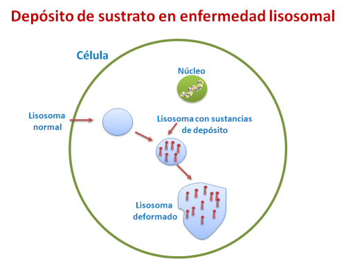 Depósito de sustrato en enfermedad lisosomal