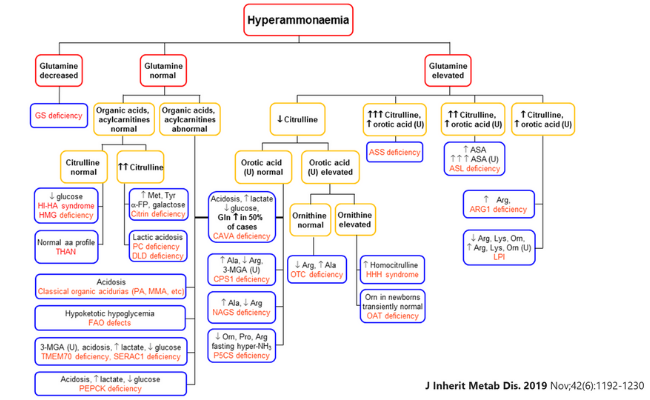 Diagrama hiperamonemia Guía Metabólica Hospital Sant Joan de Déu Barcelona