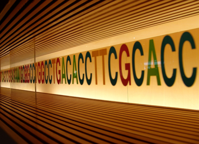 DNA. Foto: Miki Yoshihito