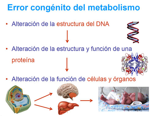 Error Congénito del Metabolismo. Imagen: HSJDBCN