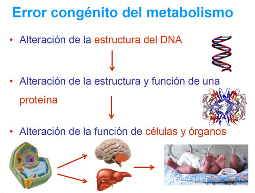 Qué Son Los Errores Congénitos Del Metabolismo Ecm Guía Metabólica 7520