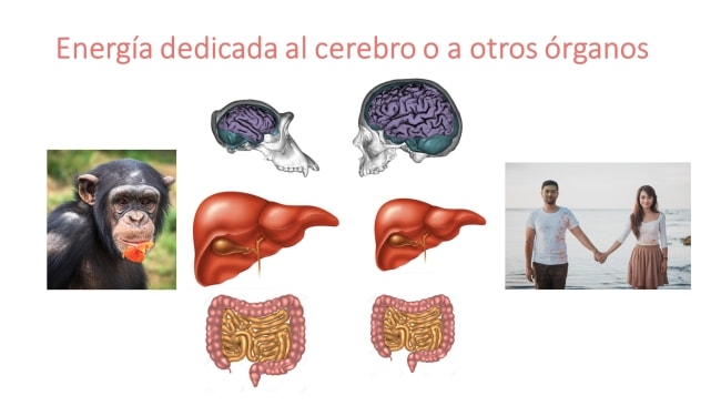 Energía dedicada al cerebro o a otros órganos
