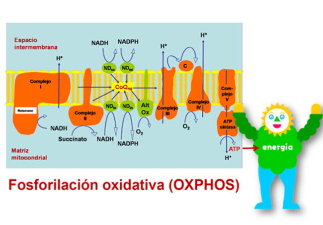 Sistema de fosforilación oxidativa (OXPHOS).