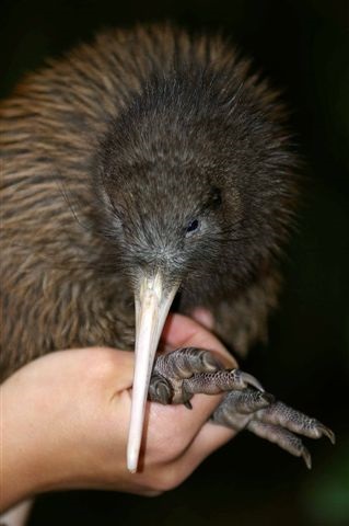 Pájaro kiwi. By Anonymous - Maungatautari Ecological Island Trust, Public Domain, https://commons.wikimedia.org/w/index.php?curid=807693