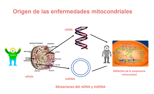 Origen de las enfermedades mitocondriales
