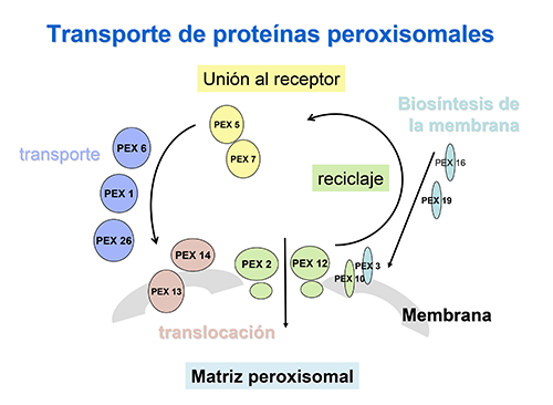 Transporte de proteínas peroxisomales. Imagen: HSJDBCN