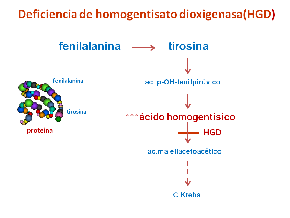 Deficiencia de homogentisato dioxigenasa (HGD)