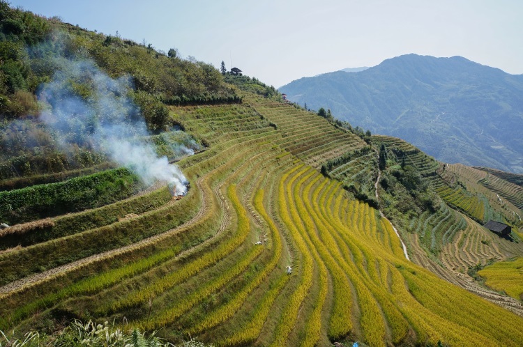 Terrazas de cultivo de arroz en China