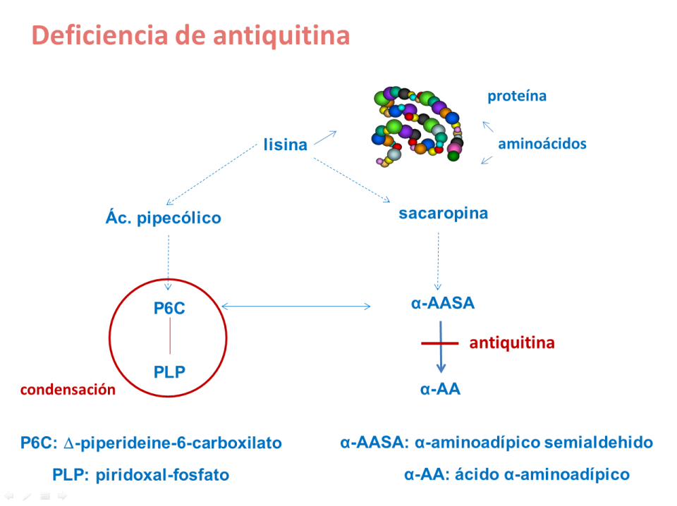 Deficiencia de antiquitina. Imagen: HSJDBCN