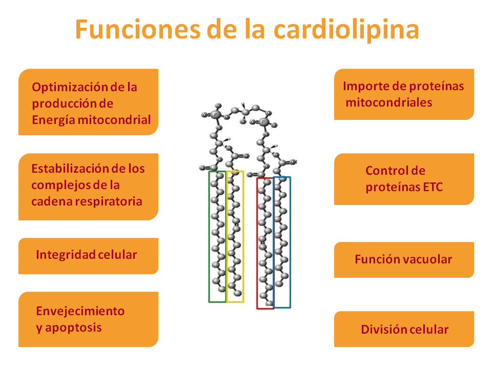 Funciones de la cardiolipina. Imagen: HSJDBCN