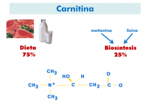 ¿Qué es la carnitina?