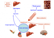 Oxidación de los ácidos grasos