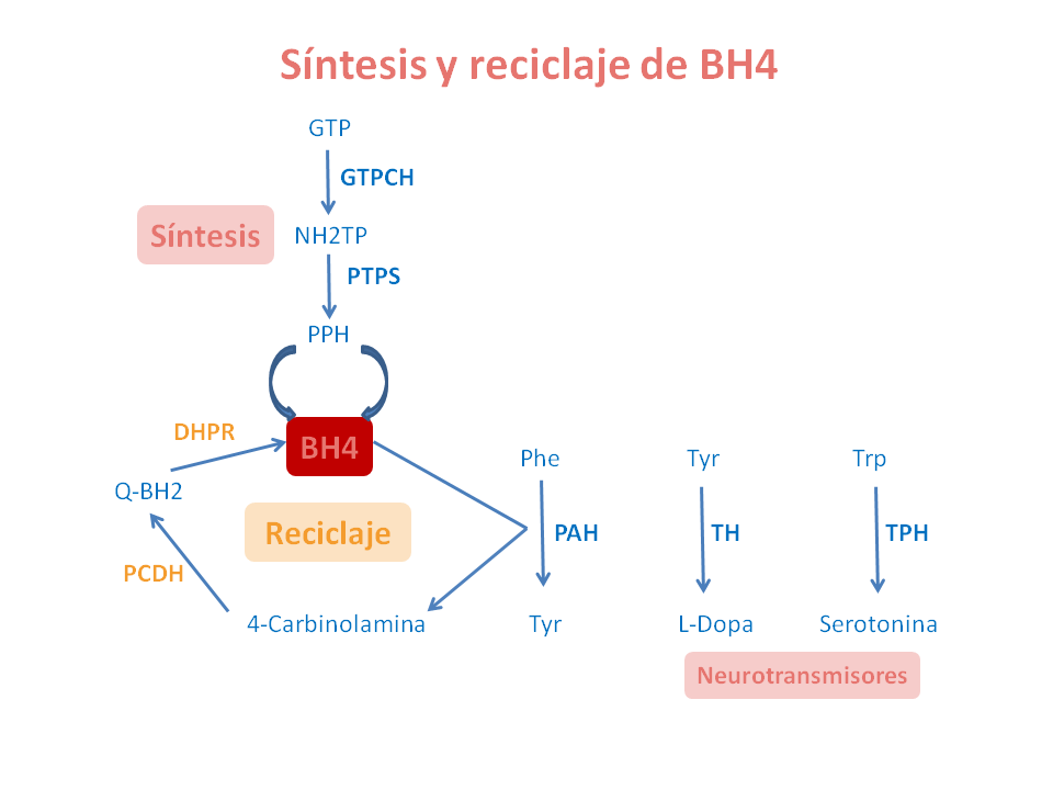 Síntesis y reciclaje de BH4. Imagen: HSJDBCN