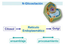 N-glicosilación