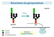 Biosíntesis de glicoproteínas