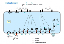 Proceso de ensamblaje i transferencia de glicano