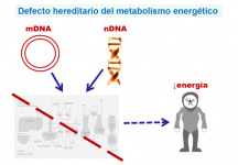Defecto hereditario del metabolimo energético