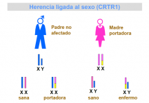 Herencia ligada al sexo (CRTR1)