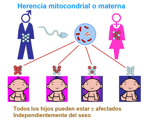 Herencia mitocondrial o materna
