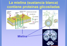 La mielina contiene proteína glicosiladas