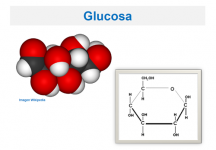 ¿Qué es la glucosa?