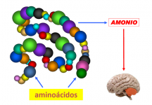 Amonio, un compuesto muy tóxico para el cerebro