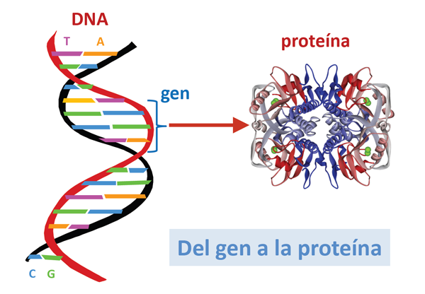 ¿Cómo se disponen los nucleótidos para formar el DNA?
