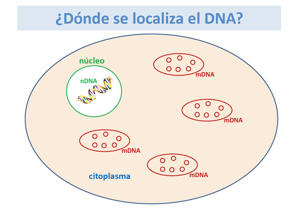 ¿Dónde se localiza el DNA?