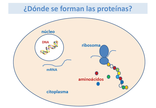 ¿Dónde se forman las proteínas?