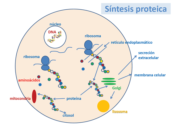 ¿Qué funciones tienen las proteínas?