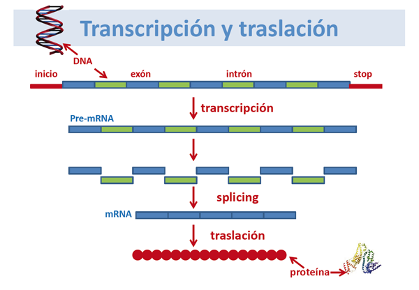 Transcripción y traslación