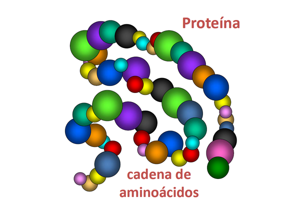 ¿Qué es una proteína?