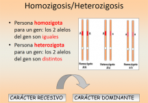 Homozigosis / Heterozigosis