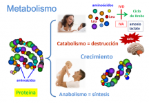 Catabolismo / Anabolismo