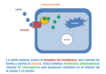Receptor de membrana