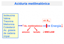 ¿Qué ocurre en la aciduria metilmalónica?